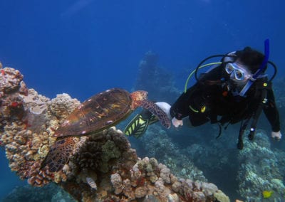 Karen Maui Diving Sea Turtle